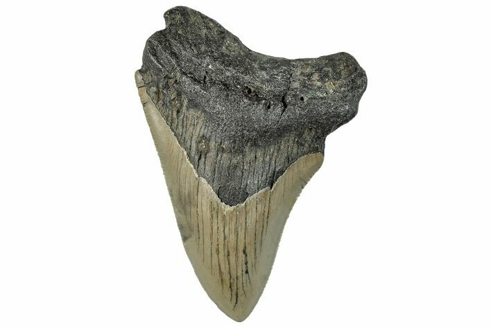 Serrated, Fossil Megalodon Tooth - North Carolina #295080